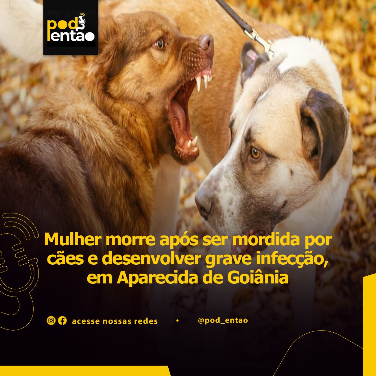 Mulher morre após ser mordida por cães e desenvolver grave infecção, em Aparecida de Goiânia 